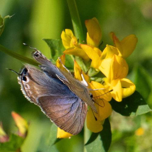Lampides boeticus